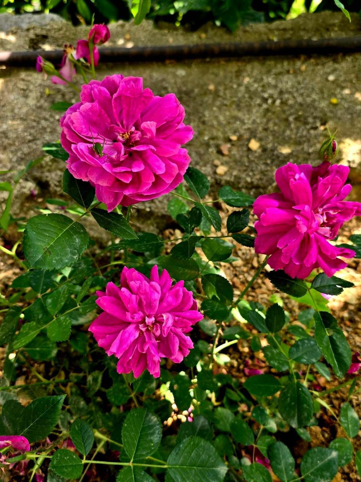 Philoxenia Guest House 希马拉 外观 照片