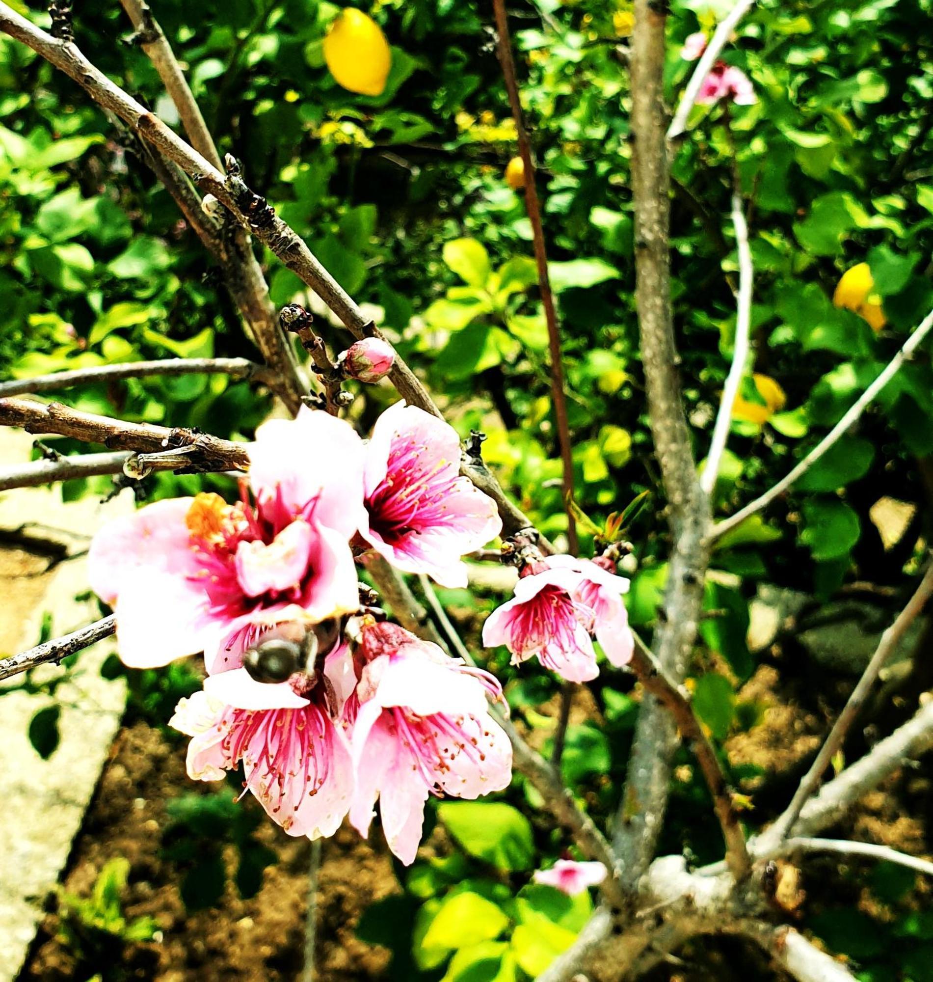 Philoxenia Guest House 希马拉 外观 照片